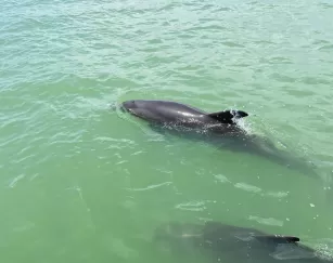 Dolphins swim near a boat in Fort Myers Beach.