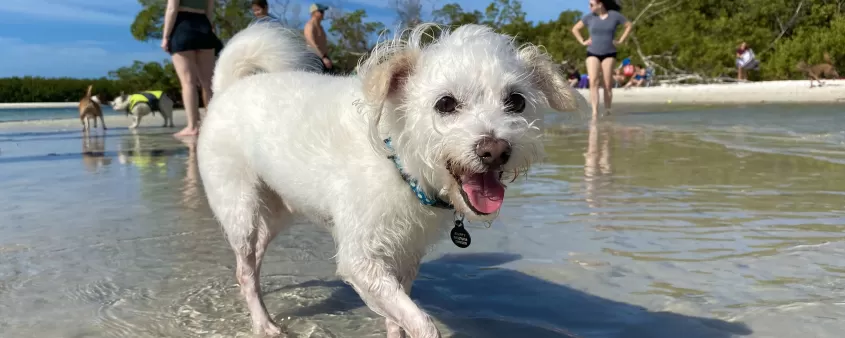 Happy on Dog Beach