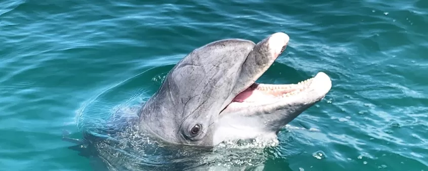 A dolphin swimming in the ocean with its mouth open