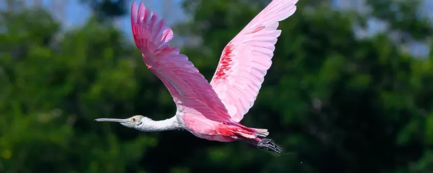 Roseate Spoonbill