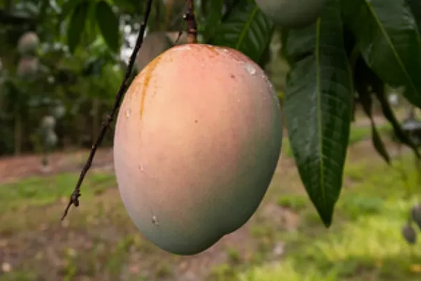 Mango at Hot Tropic Fruit Farm